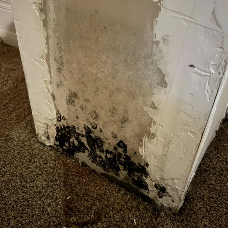 Professional Mold Removal in Haw River, NC